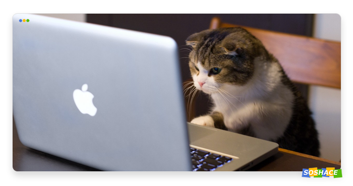 cat in front of a computer